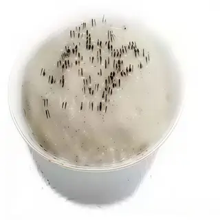 17. Arroz Blanco