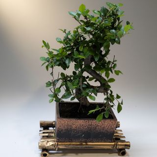Bonsai Olmo Japones (Zelkova) 6 Años