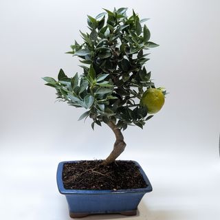BONSAI NARANJO 12 AÑOS