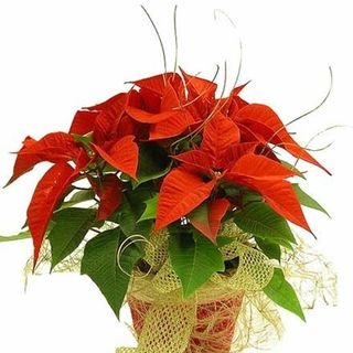 Poinsettia roja