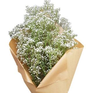 RAMO DE PANICULATA