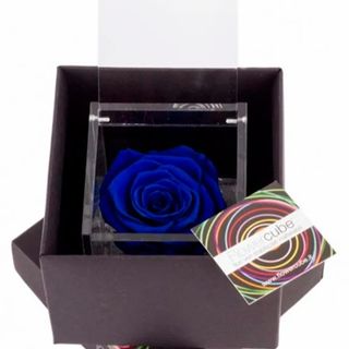 ROSA PERFUMADA AZUL MEDIANA