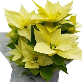 Flor de pascua blanca