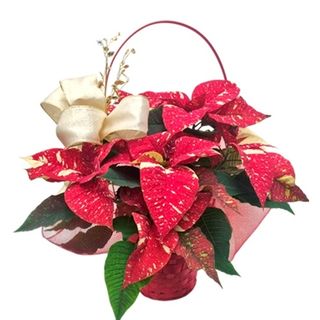 Cesta flor de pascua bicolor