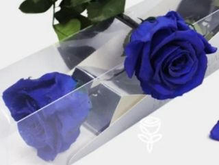 Rosa azul preservada con tallo de 55 cm