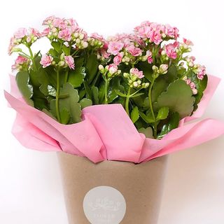 Kalanchoe