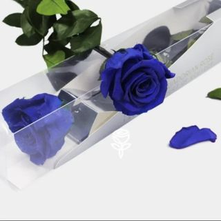 Rosa azul preservada con tallo