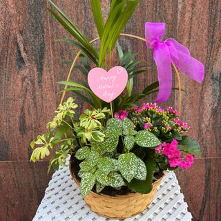 Cesta plantas variadas de temporada