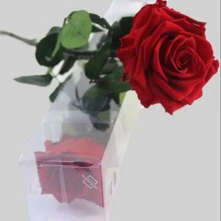 Rosa roja preservada con tallo