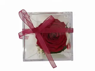 Rosa roja preservada 