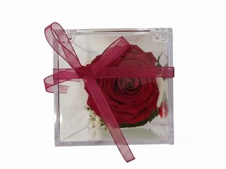 Rosa roja preservada