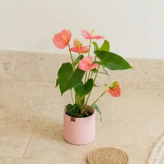 Anthurium Rosado