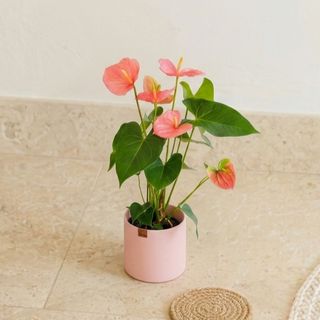 Anthurium Rosado