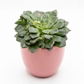 Graptopetalum