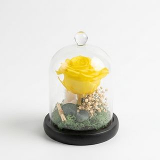 Cúpula de Rosa Eterna Amarilla