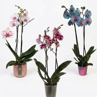 Trío Orquídeas