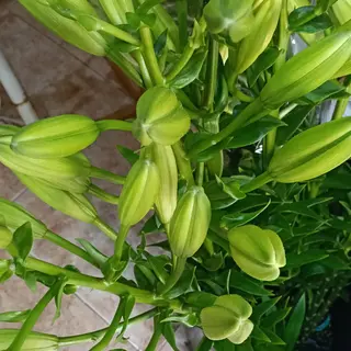 Liliumblanco
