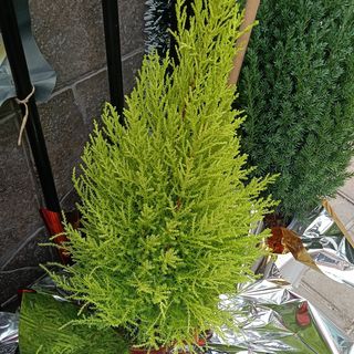 Abeto natural limonero