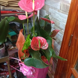 Anthuliu rosa