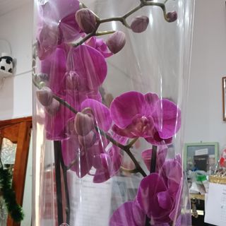 Orquídea