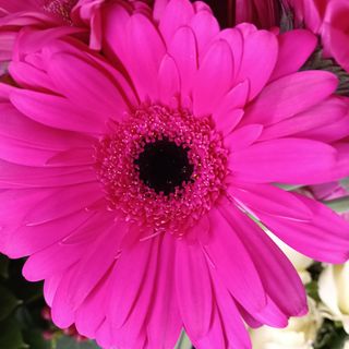 Gerbera