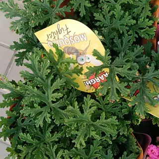 Citronela