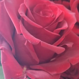 Rosa sencilla Fin de año