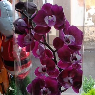 Orquídea malva oscura