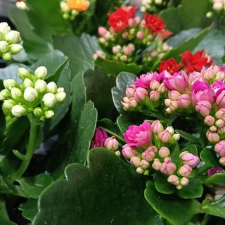 Kalanchoe