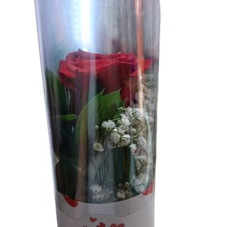 Rosa san Valentín Cono