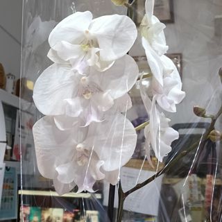 Orquídea blanca