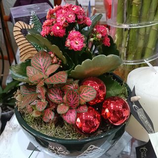 Maceta con diversidad de plantas