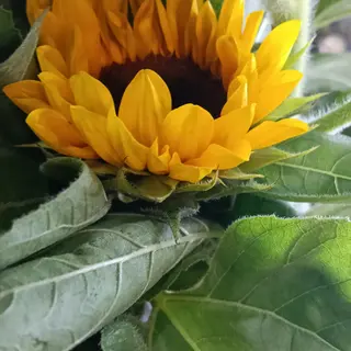Girasol gr