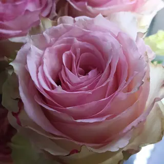 Rosa