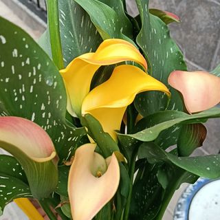 Cala amarillo anaranjado