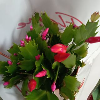 Cactus navidad