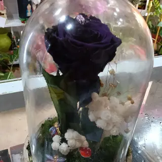 Cúpula rosa eterna