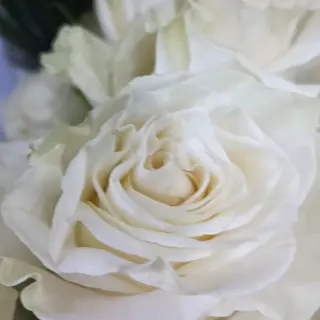 Rosa blanca