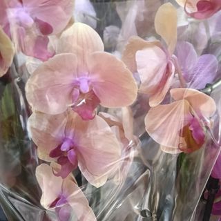 Orquídea melocotón