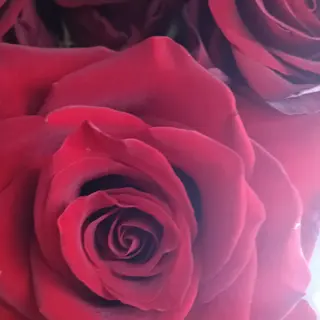 Rosa roja