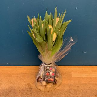 Tulipanes con bulbo en bolsa de agua color crema.