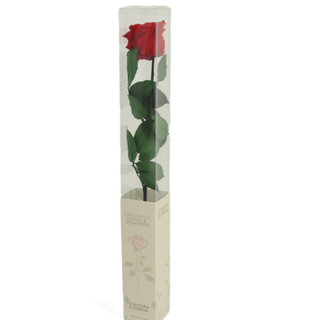 Rosa Preservada Alta Roja