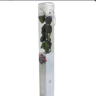 Rosa Preservada Alta Blanca 