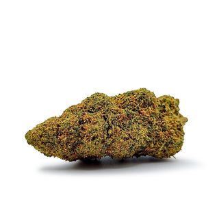 MIMOSA PUCH