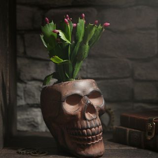 Macetero calavera+ planta