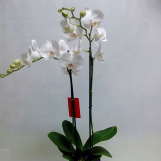 Orquidea blanca