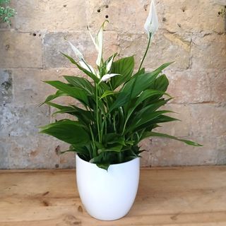Planta Spatiphilium en Maceta cerámica de diseño