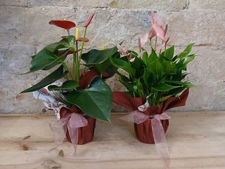 Planta Interior de Anthurium Rojo