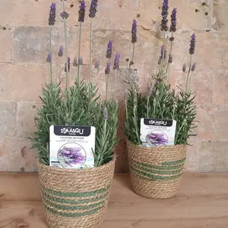 Lavanda