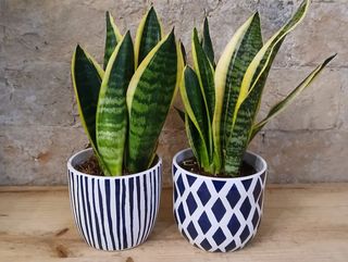 Sanseviera en maceta cerámica